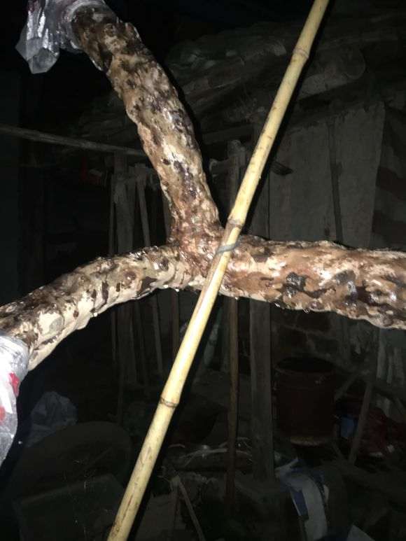 我的雀梅下山桩 高1米8 泥土 树龄百年