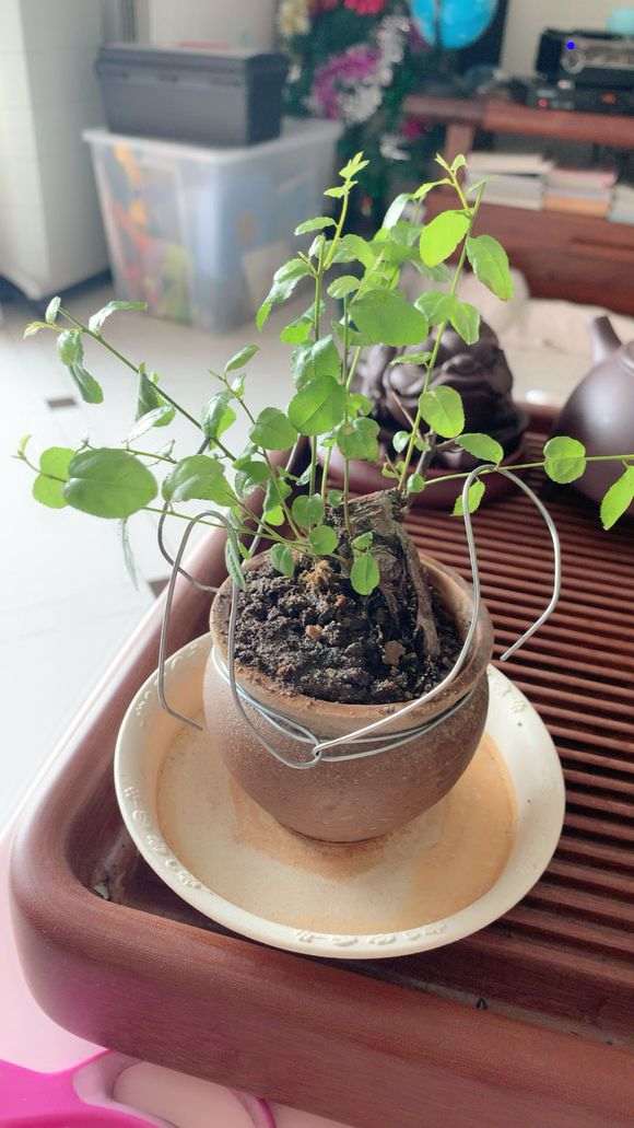 雀梅盆景的叶子长的很快