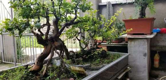 大型过桥丛林式雀梅下山桩 非常难得