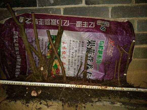 大型过桥丛林式雀梅下山桩 非常难得