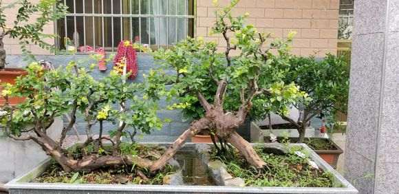 大型过桥丛林式雀梅下山桩 非常难得