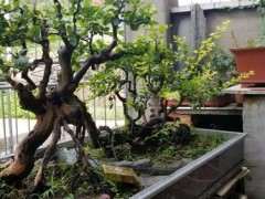 大型过桥丛林式雀梅下山桩 非常难得