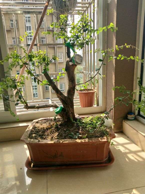 请问老师雀梅盆景在秋季可以翻盆换土吗