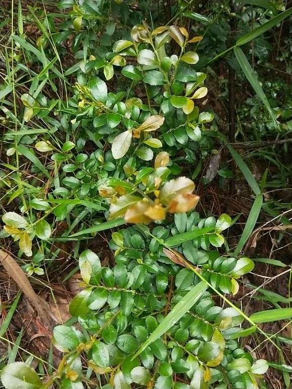 雀梅下山桩的树干碳化了是什么原因