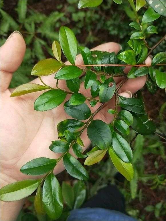 雀梅下山桩的树干碳化了是什么原因