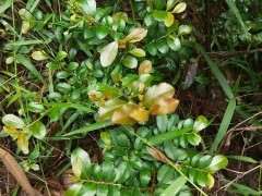 雀梅下山桩的树干碳化了是什么原因