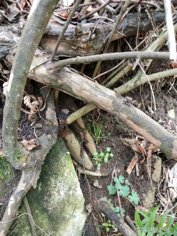 这是雀梅下山桩吗 叶大 带刺 四级长青