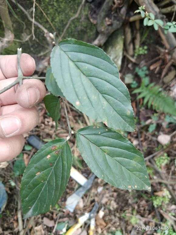 这是雀梅下山桩吗 叶大 带刺 四级长青