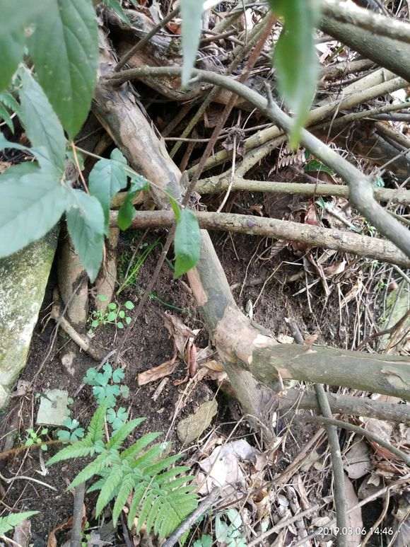 这是雀梅下山桩吗 叶大 带刺 四级长青