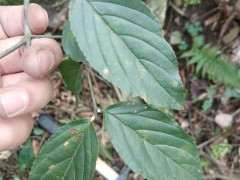 这是雀梅下山桩吗 叶大 带刺 四级长青