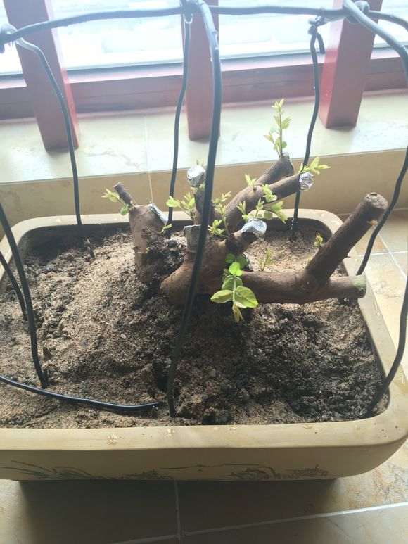 请问雀梅盆景能在室内养好吗