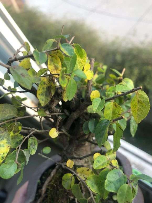 雀梅小盆景叶子开始发黄掉叶子 怎么办