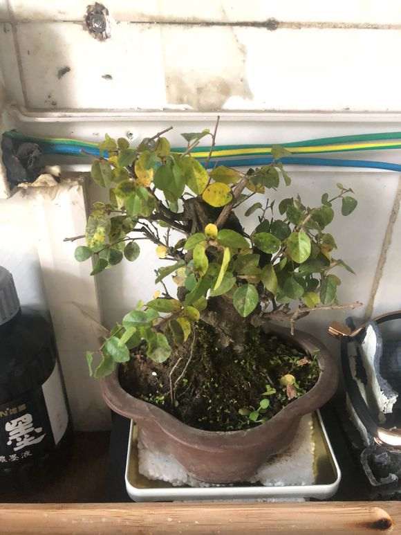 雀梅小盆景叶子开始发黄掉叶子 怎么办