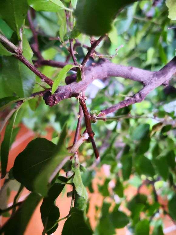 雀梅盆景叶子先发灰 后干掉落叶 怎么办