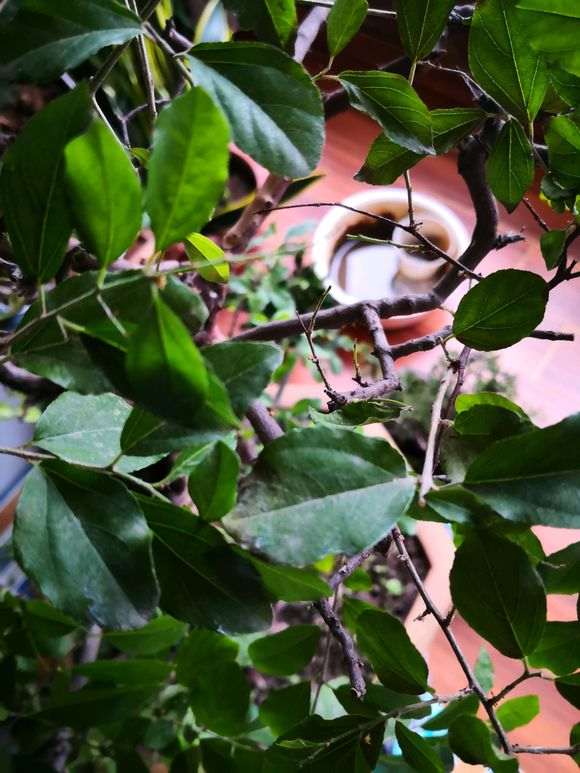 雀梅盆景叶子先发灰 后干掉落叶 怎么办