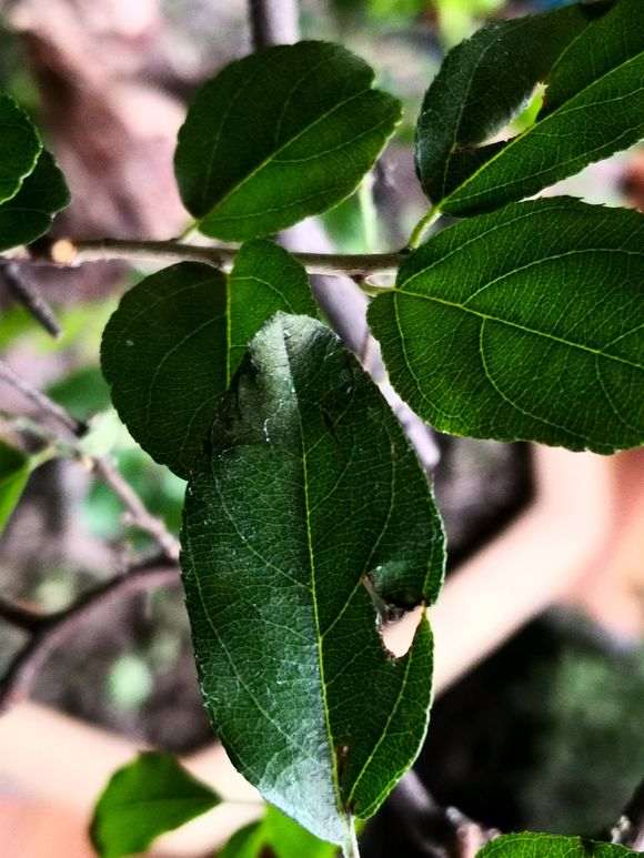 雀梅盆景叶子先发灰 后干掉落叶 怎么办