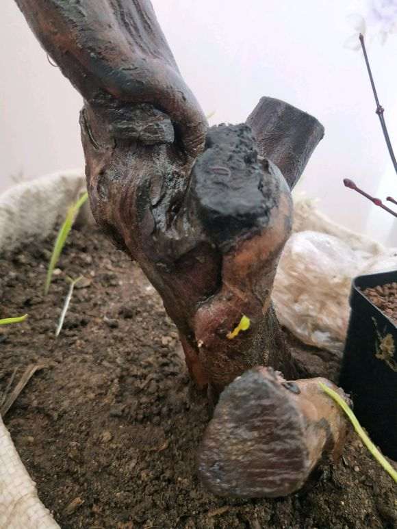 雀梅下山桩截杆处白色的那个是不是要发芽了
