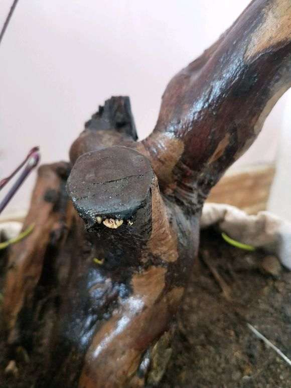 雀梅下山桩截杆处白色的那个是不是要发芽了