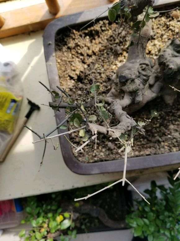 雀梅下山桩种了一个月了怎么还不发芽