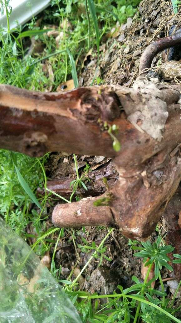 雀梅下山桩种了一个月了怎么还不发芽