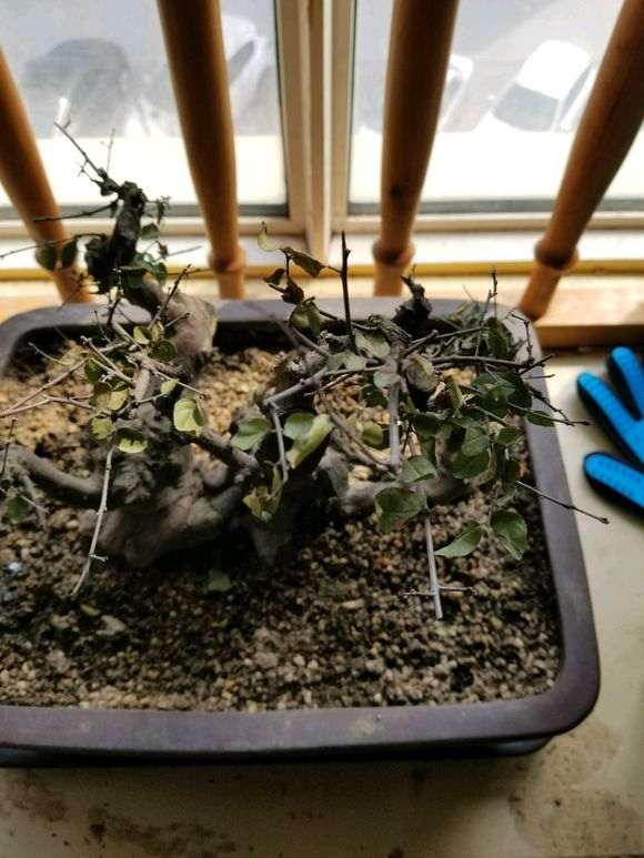 雀梅下山桩种了一个月了怎么还不发芽