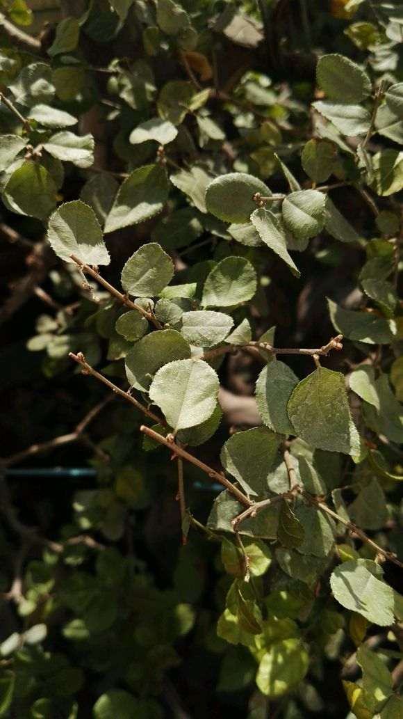 雀梅盆景缺水了