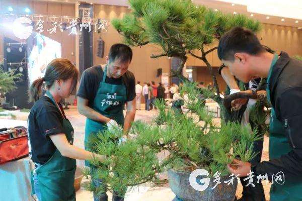 遵义国际盆景赏石大会