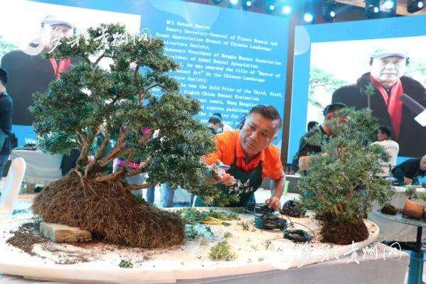 遵义国际盆景赏石大会