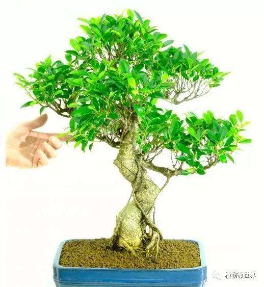 盆景速得指南中的3个方法