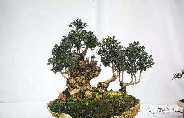 雀舌黄杨盆景怎么繁殖养护的方法