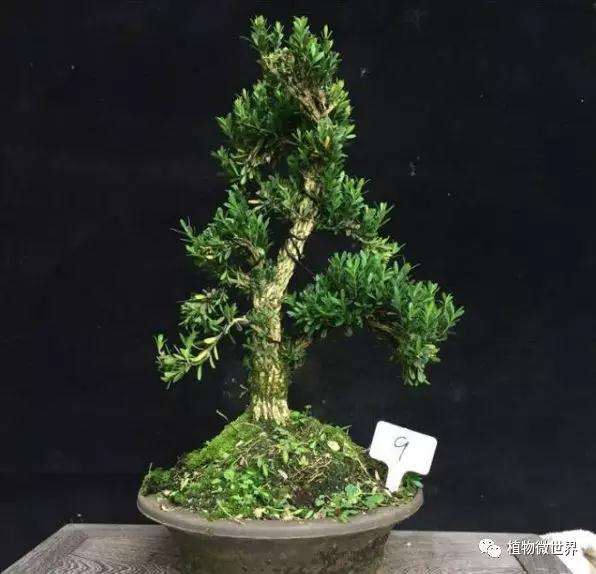 雀舌黄杨盆景怎么繁殖养护的方法