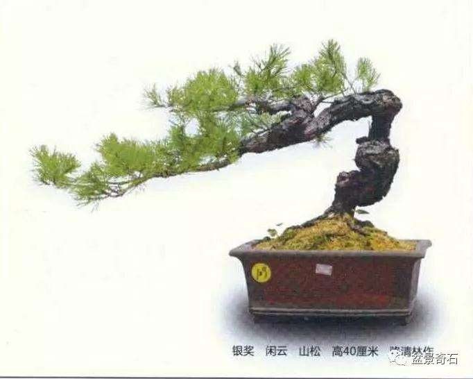 对盆景评奖外的杂谈小议