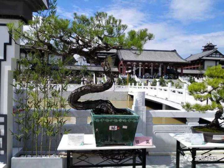 对盆景评奖外的杂谈小议