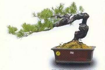 对盆景评奖外的杂谈小议