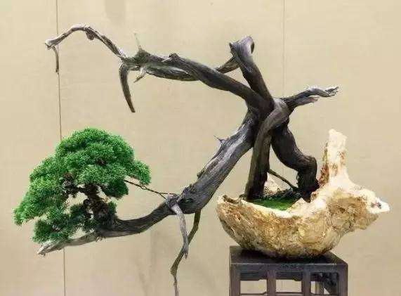 怪桩盆景 大师级收藏者的最爱