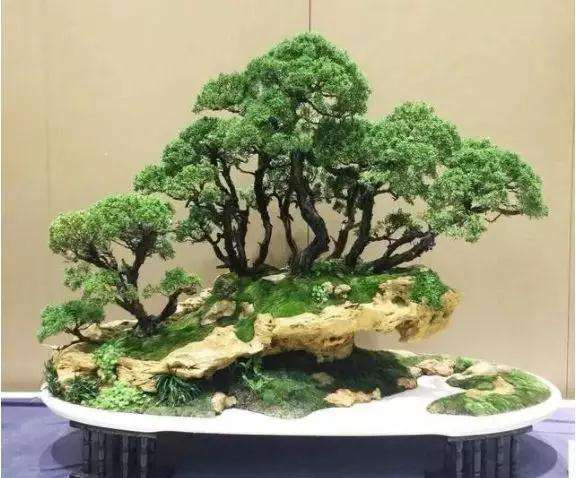 蚌埠35盆盆景将入世园会中国馆展出