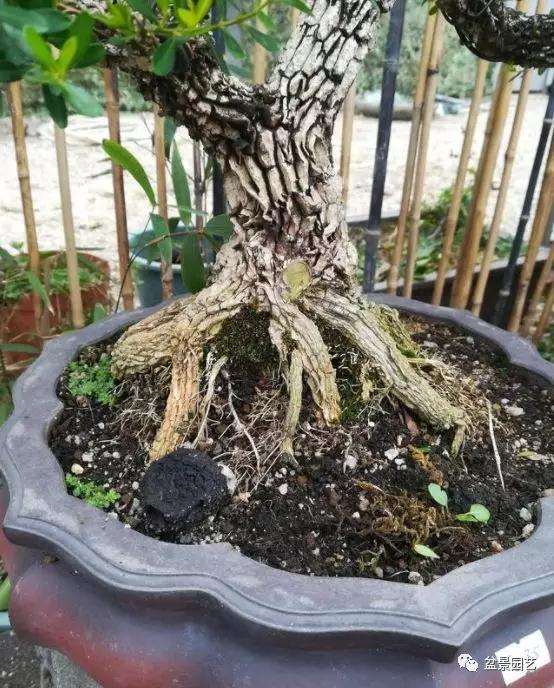 盆景有机肥的使用方法