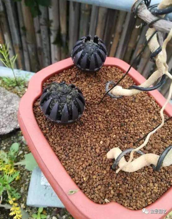 盆景有机肥的使用方法