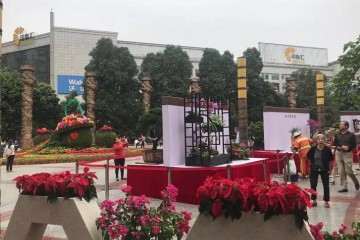 九龙广场开展精品盆景插花艺术展