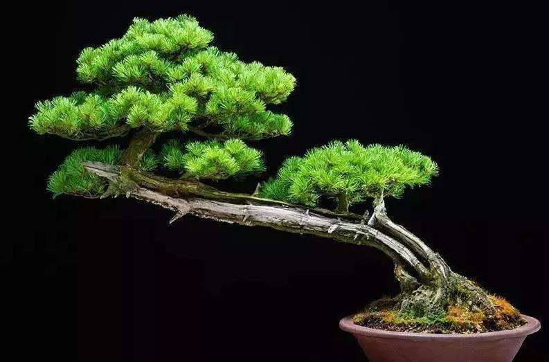 怎么提升盆景植物体枝条的光照和通风