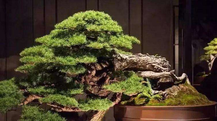 盆景修剪中怎么定剪 缩剪 疏剪的方法