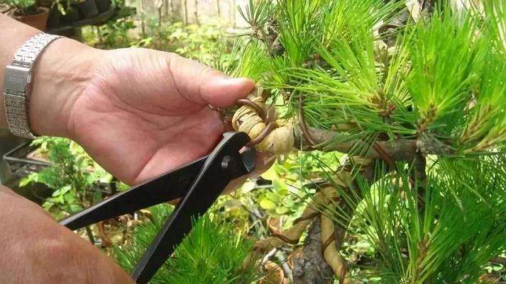 盆景造型工作坊体验记录