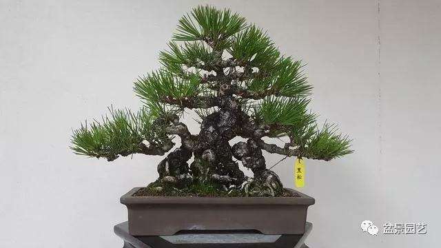 图解 黑松盆景用什么短针法最好