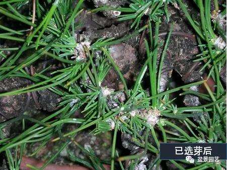 图解 黑松盆景用什么短针法最好