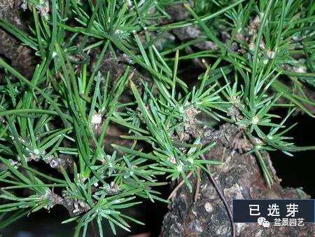 图解 黑松盆景用什么短针法最好