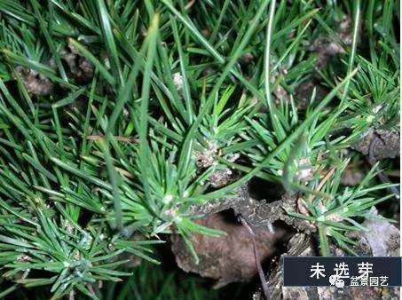 图解 黑松盆景用什么短针法最好
