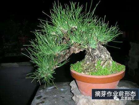 图解 黑松盆景用什么短针法最好