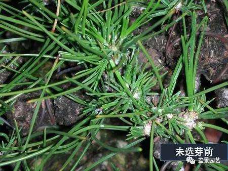 图解 黑松盆景用什么短针法最好