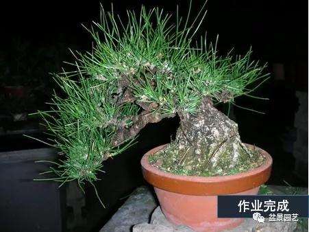 图解 黑松盆景用什么短针法最好