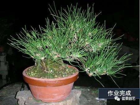 图解 黑松盆景用什么短针法最好